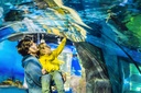 Ferrari World Abu Dhabi + Dubai Aquarium Tickets 