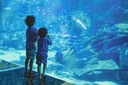 Dubai Aquarium + Green Planet 