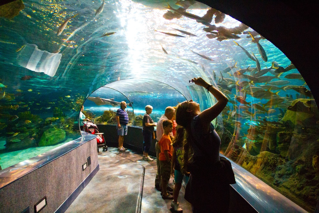 Dubai Frame Tickets + Dubai Aquarium & Underwater Zoo Tickets 