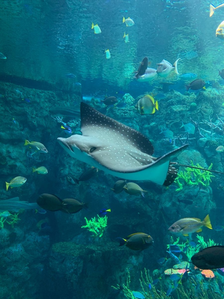 Dubai Aquarium + Green Planet + Dubai Frame Tickets 