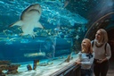 Dubai Aquarium + Sky Views Observatory Tickets 