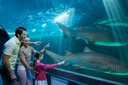 House of Hype + Dubai Aquarium & Underwater Zoo with Penguin Cove Tickets 
