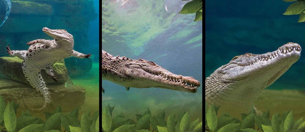 Dubai Crocodile Park + Dubai Frame Tickets 