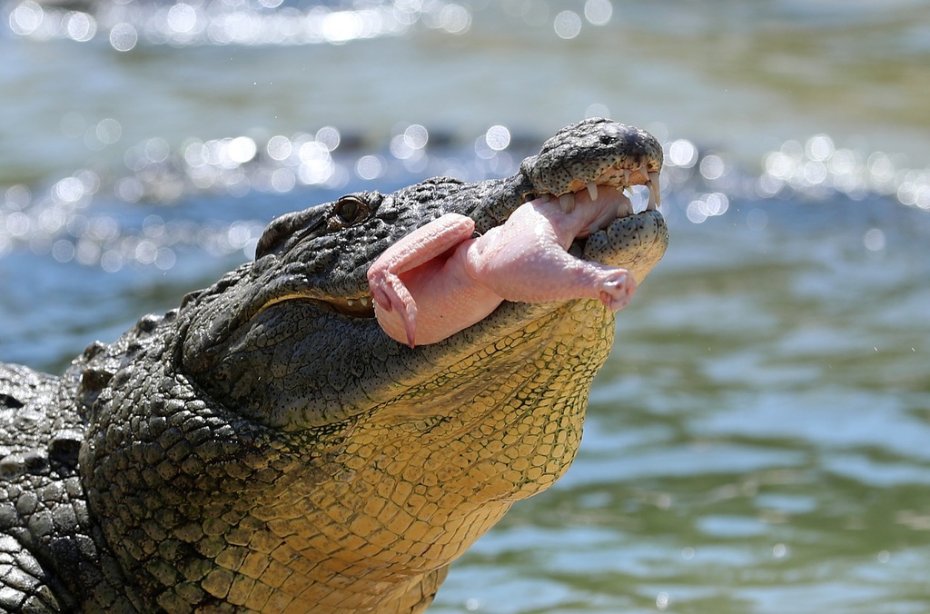 Dubai Crocodile Park + Dubai Frame Tickets 