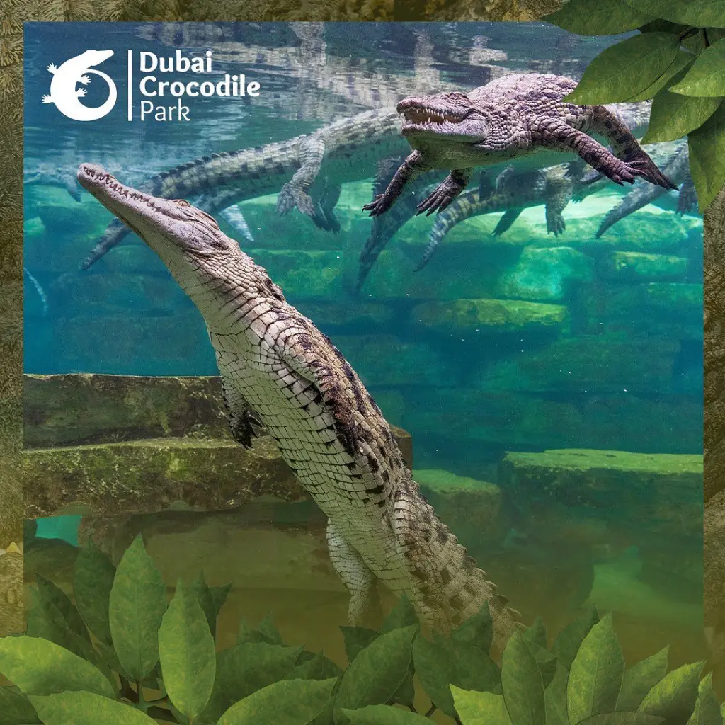dubaicrocodilepark_342048729_1912299429169056_6617128579440416218_n.webp