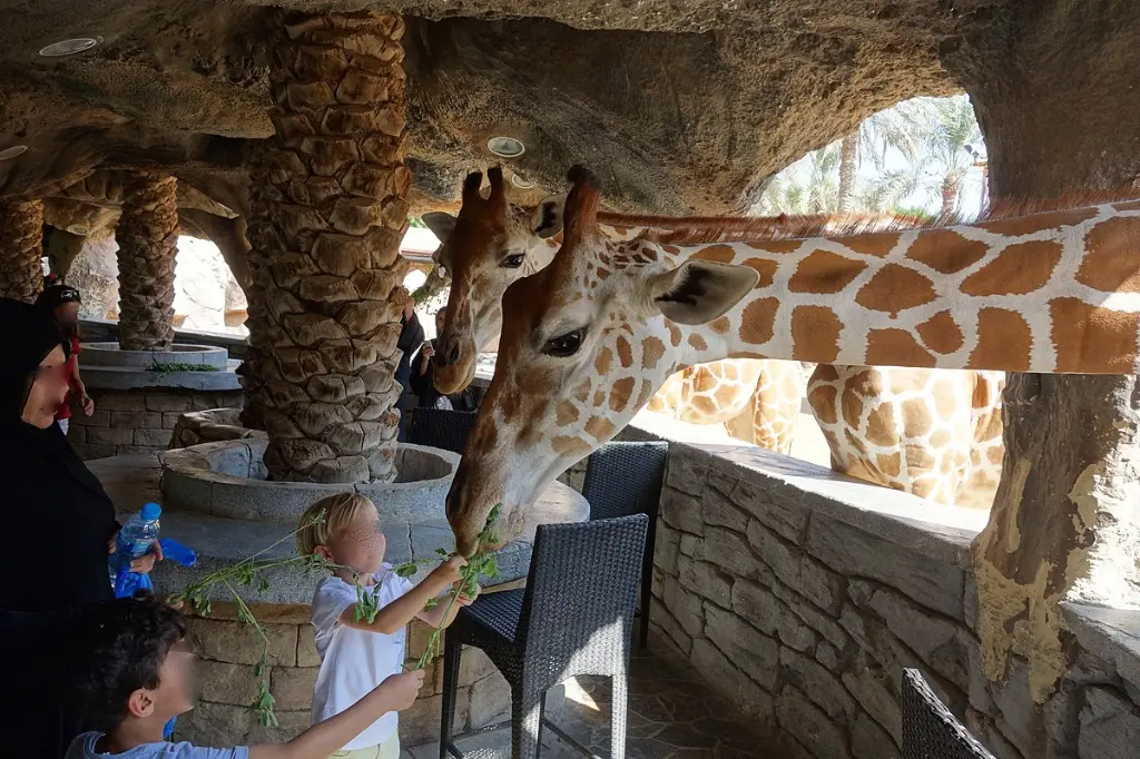 1200px-Emirates_Park_Zoo,_Abu_Dhabi,_UAE_(15603679360).webp