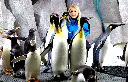 8izJotYd-Snow_Penguins_at_Ski_Dubai_1_jpg-1.webp
