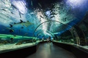 Burj Khalifa At The Top + Dubai Aquarium & Underwater Zoo Tickets 