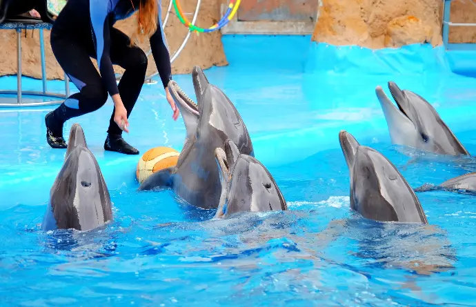 Dolphin Meet and Greet Sharing Session
