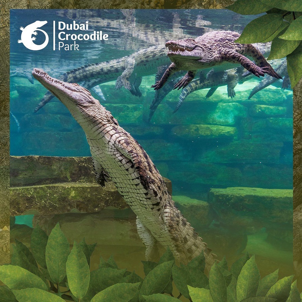 Dubai Crocodile Park + Dubai Frame Tickets 