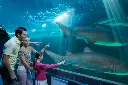 Dubai Aquarium and Underwater Zoo Tickets