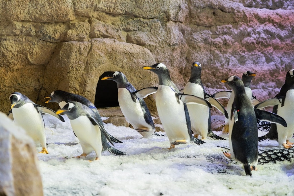 House of Hype + Dubai Aquarium & Underwater Zoo with Penguin Cove Tickets 